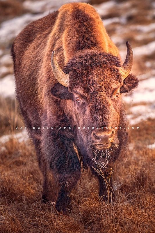 American Bison S NZ96529