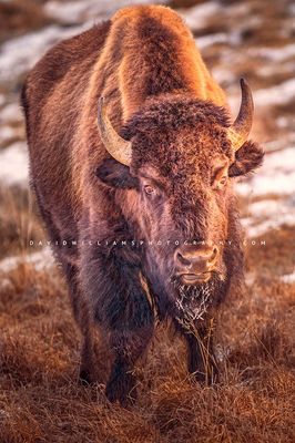 American Bison S NZ96529