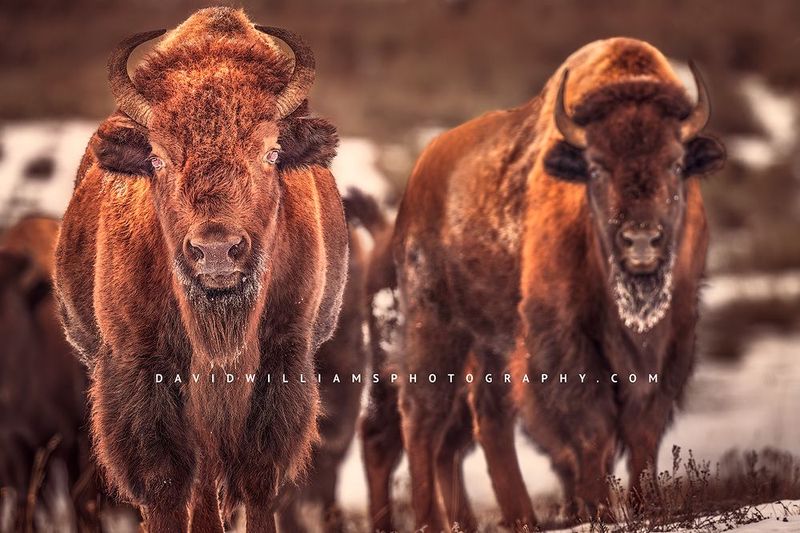 American Bison GP NZ96321