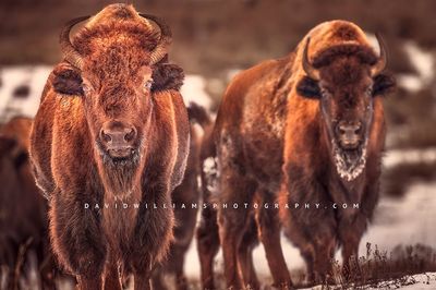 American Bison GP NZ96321