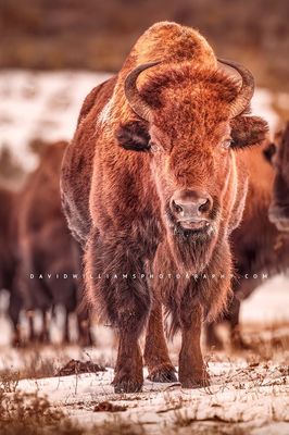 American Bison GP NZ96364