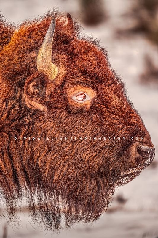 American Bison S NZ96011