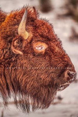American Bison S NZ96011