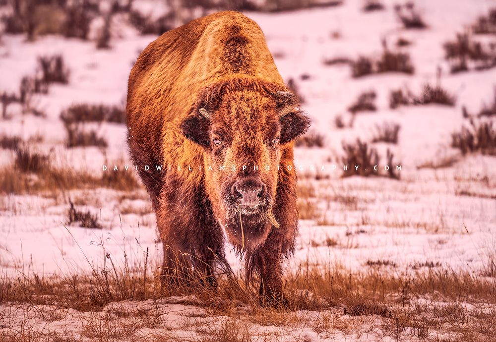 American Bison S NZ95893