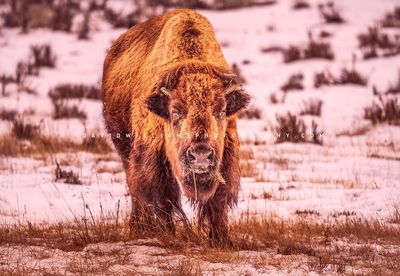 American Bison S NZ95893