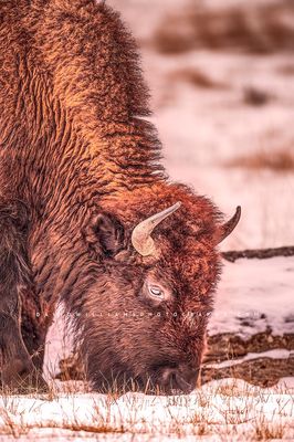 American Bison S NZ95911