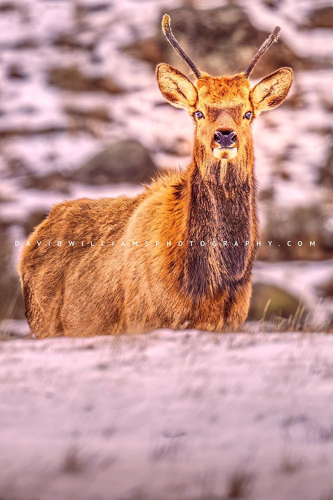 Elk S NZ95783
