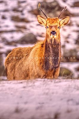 Elk S NZ95783
