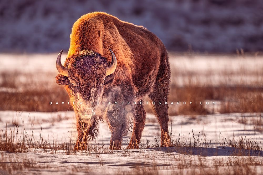 American Bison S NZ95321