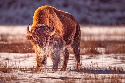 American Bison S NZ95321