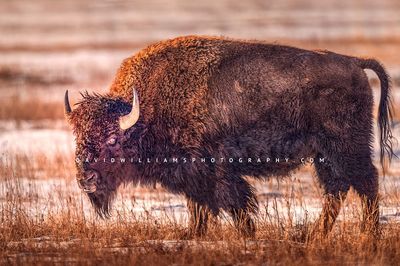 American Bison S NZ95298