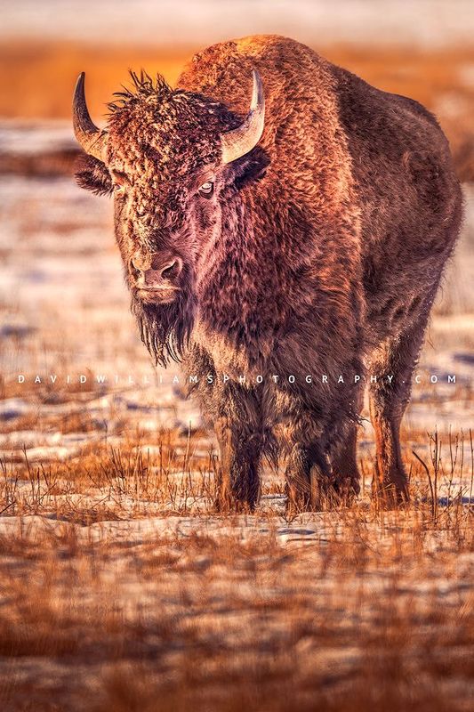 American Bison S NZ95272