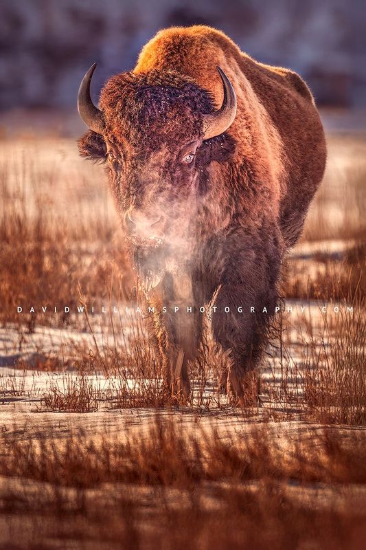 American Bison S NZ95309