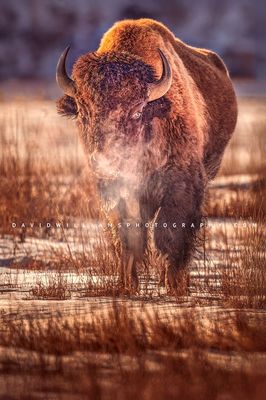 American Bison S NZ95309