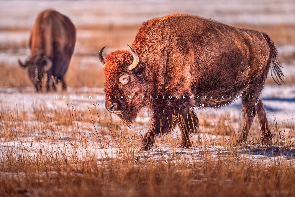 American Bison GP NZ94959