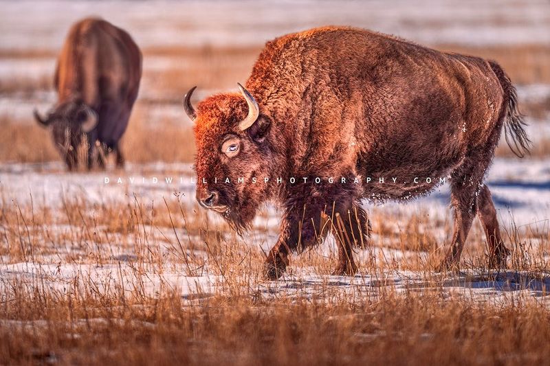 American Bison GP NZ94959