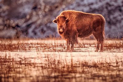 American Bison S NZ95040