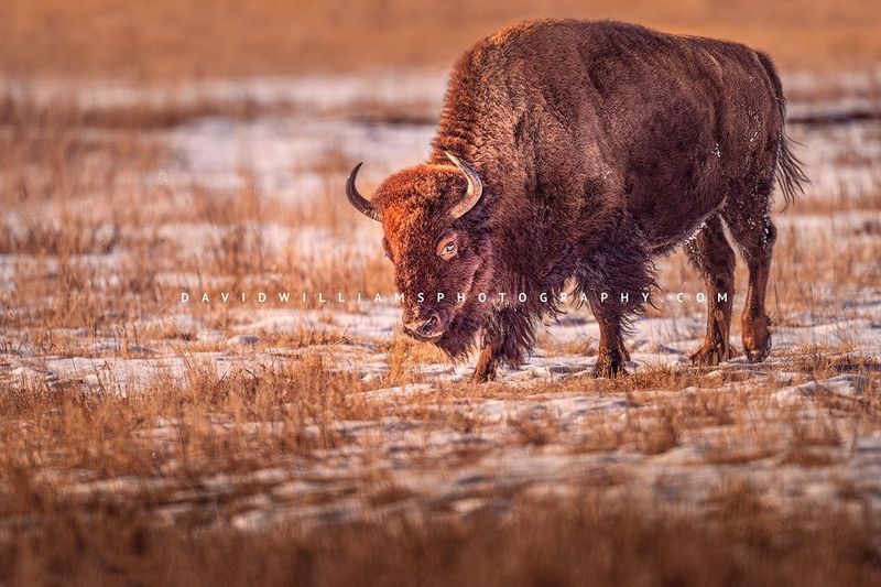 American Bison S NZ94930