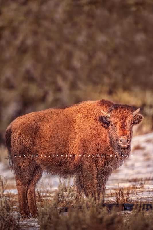 American Bison S NZ94889
