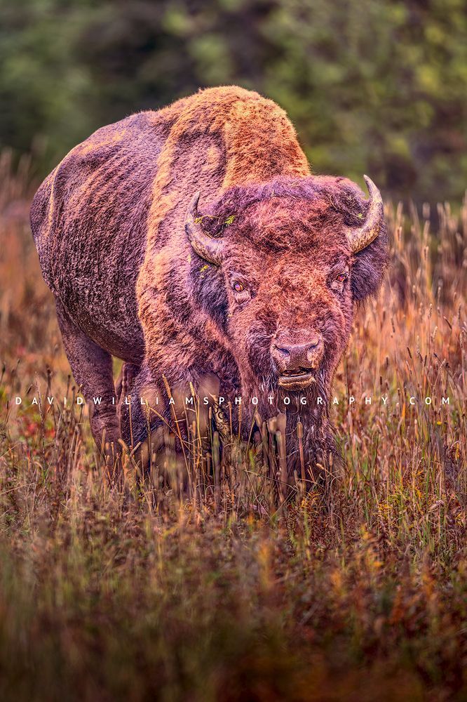 American Bison S NZ94529