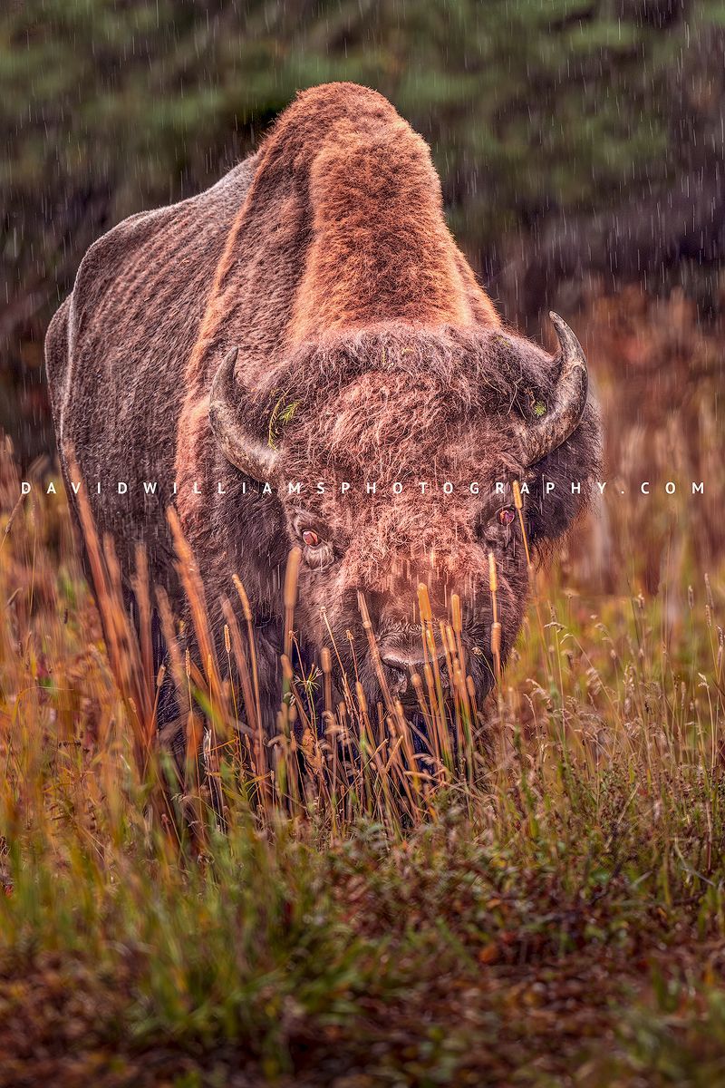 American Bison S NZ94576