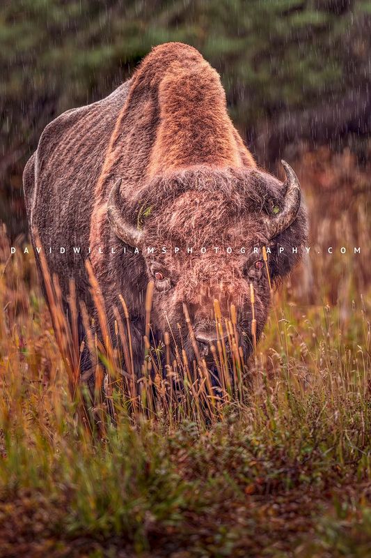 American Bison S NZ94576