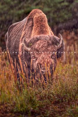 American Bison S NZ94576