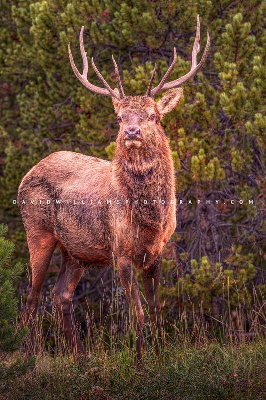 Elk S 0Z80736