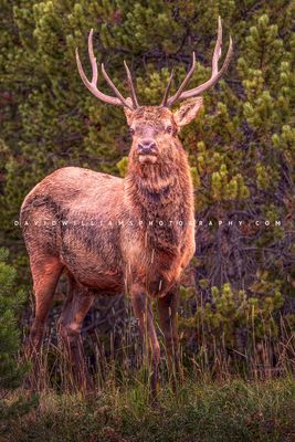 Elk S 0Z80736