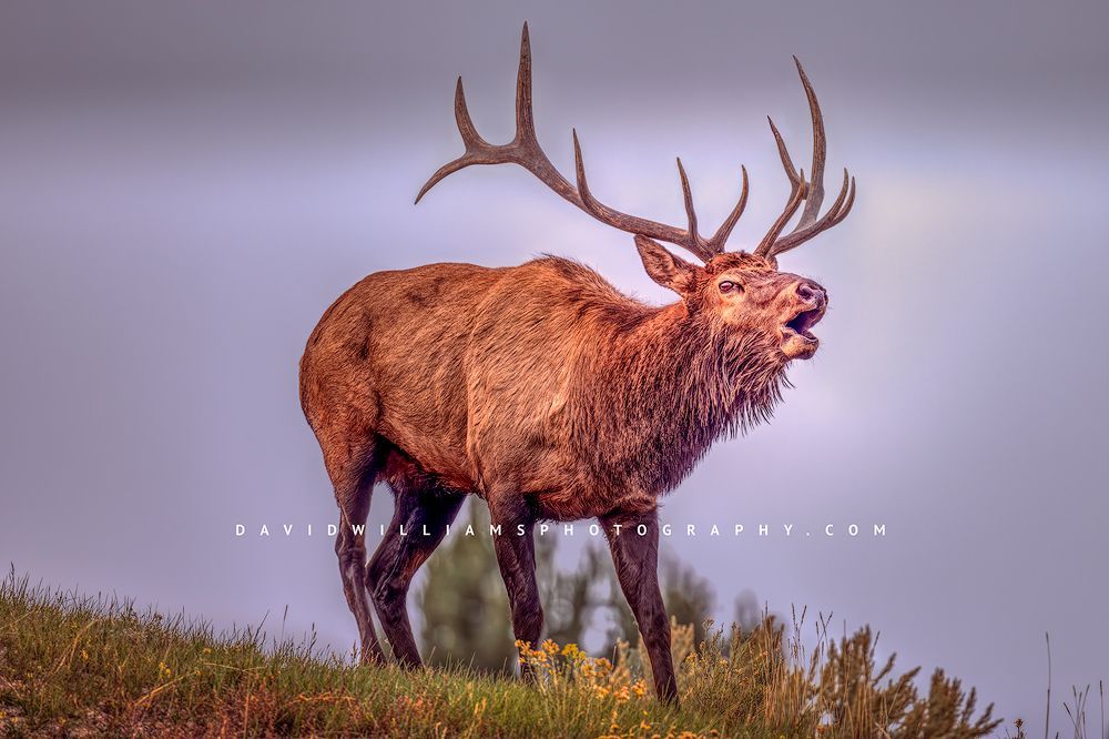 Elk S NZ94398