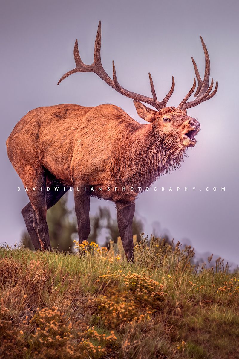 Elk S NZ94399