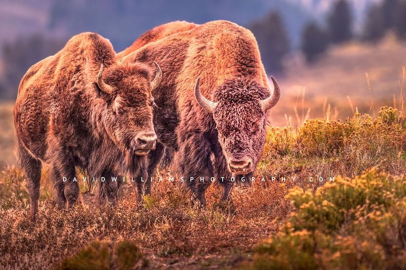 American Bison GP NZ94190