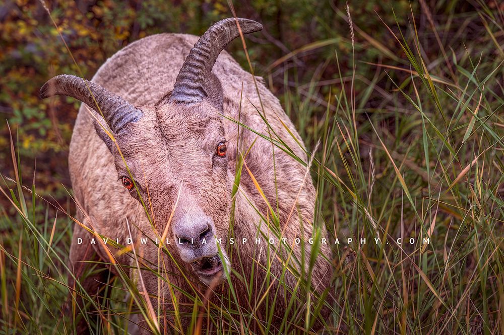 Bighorn Sheep S 0Z80412
