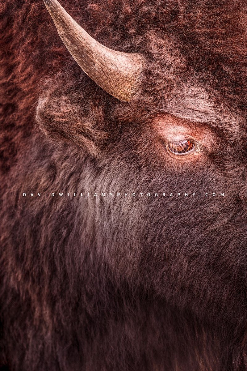 American Bison S NZ94093