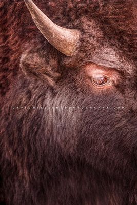 American Bison S NZ94093