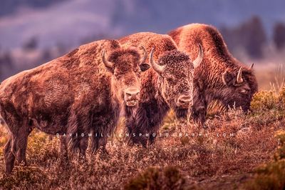 American Bison GP NZ94177