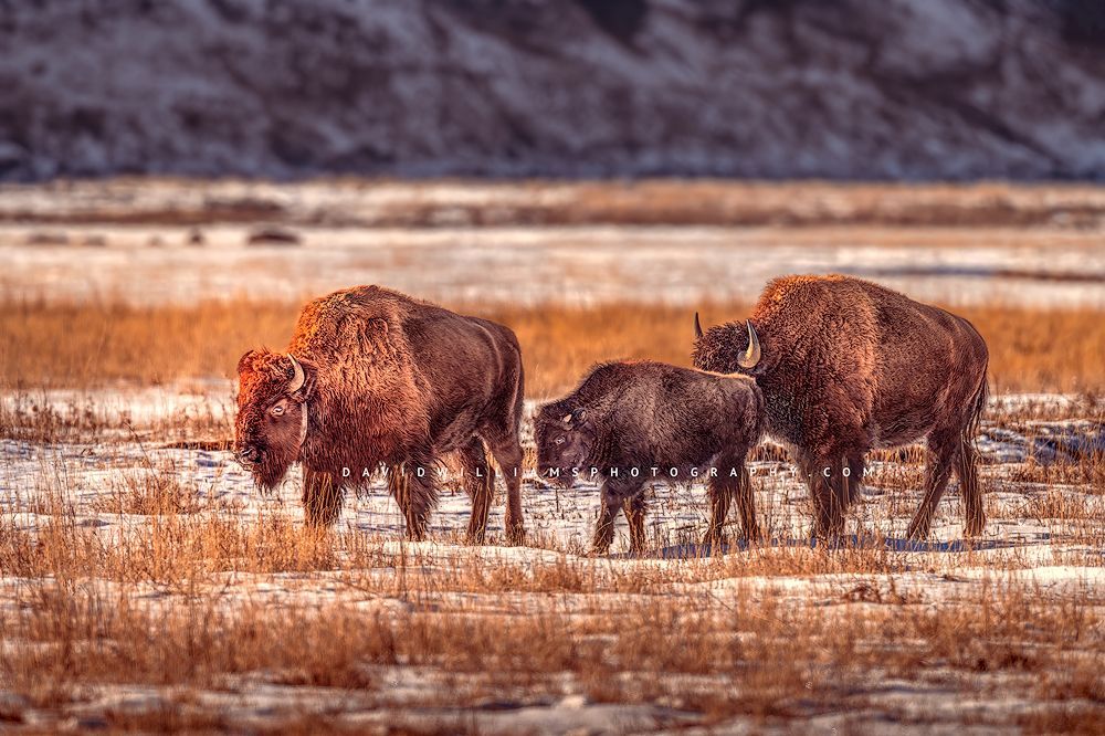 American Bison GP NZ95124