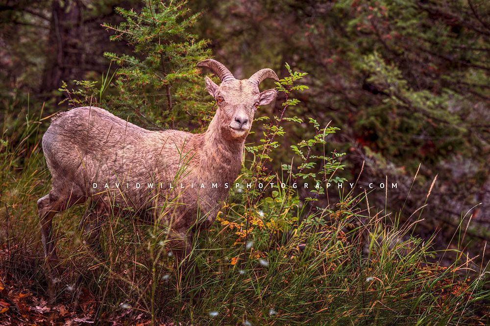 Bighorn Sheep S 0Z80456