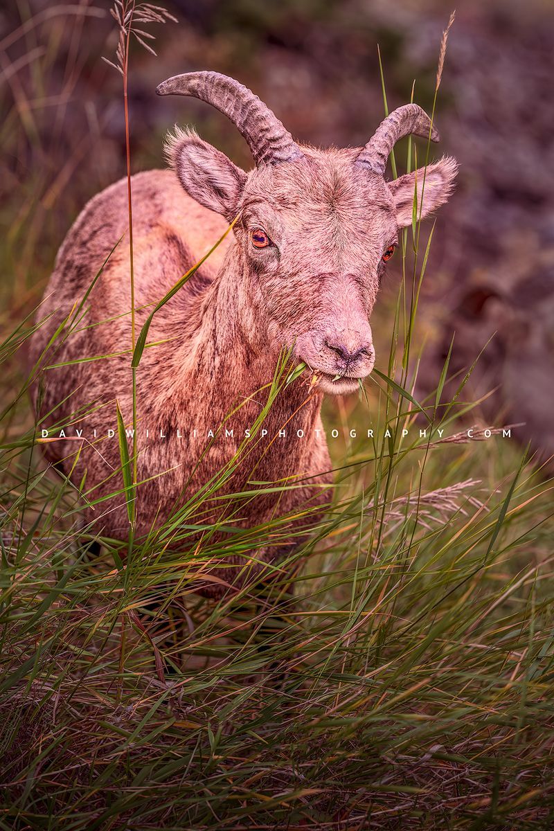 Bighorn Sheep S 0Z80477