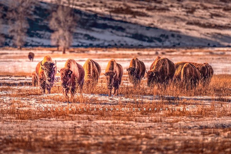 American Bison GP NZ95140