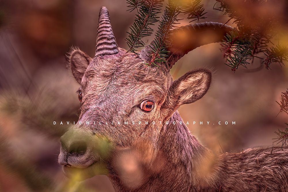 Big Horn Sheep S 0Z80355