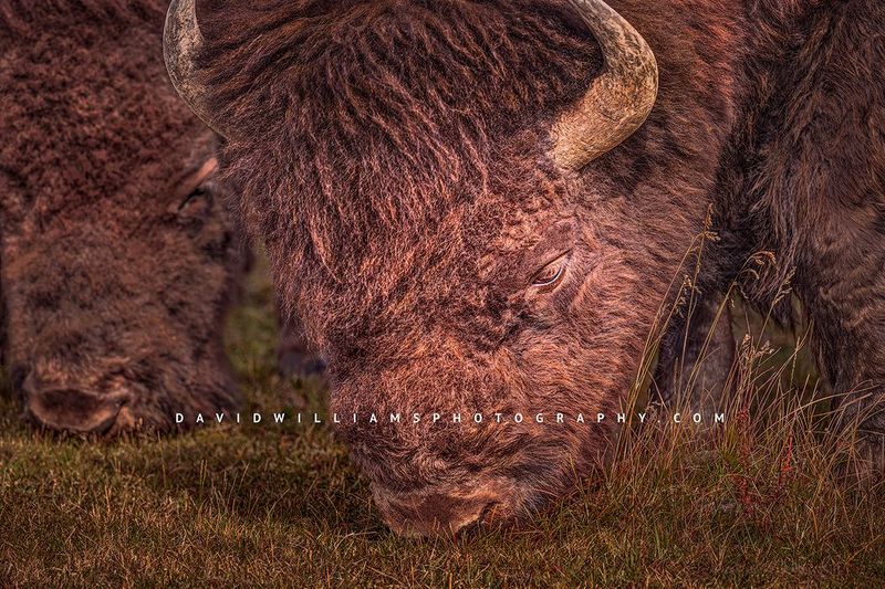 American Bison GP NZ94074