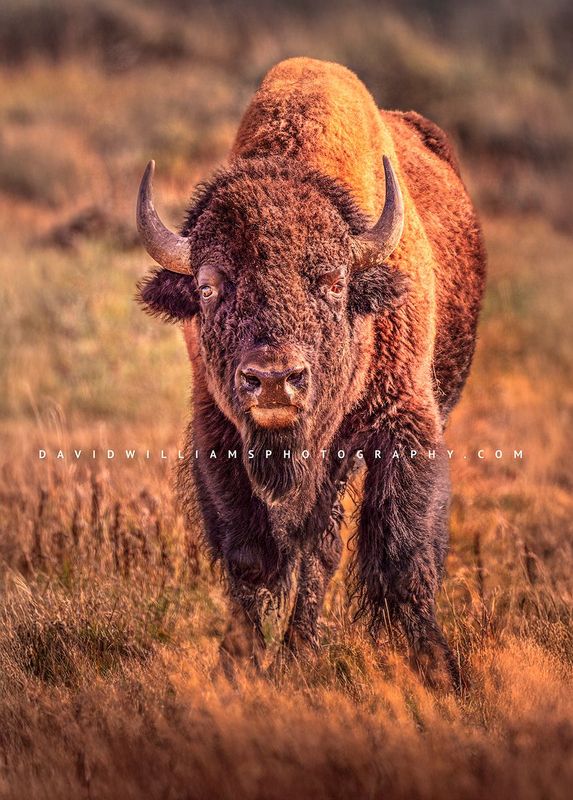 American Bison S NZ94055