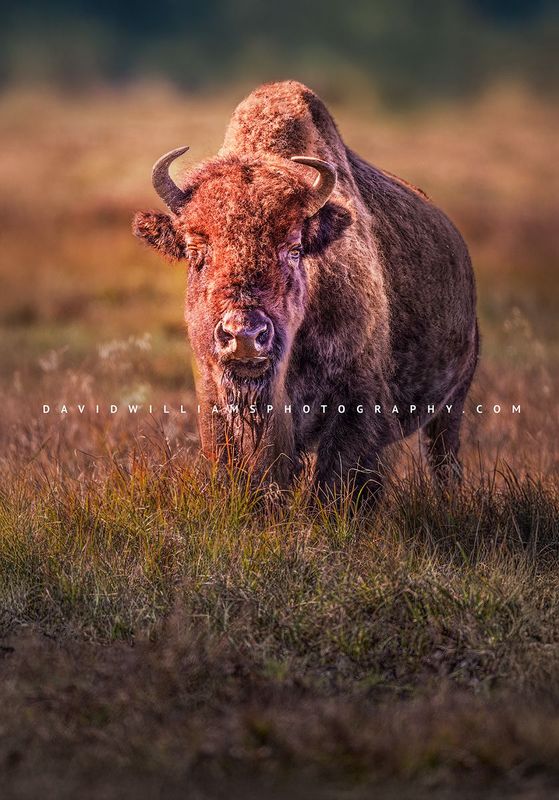 American Bison NZ93996