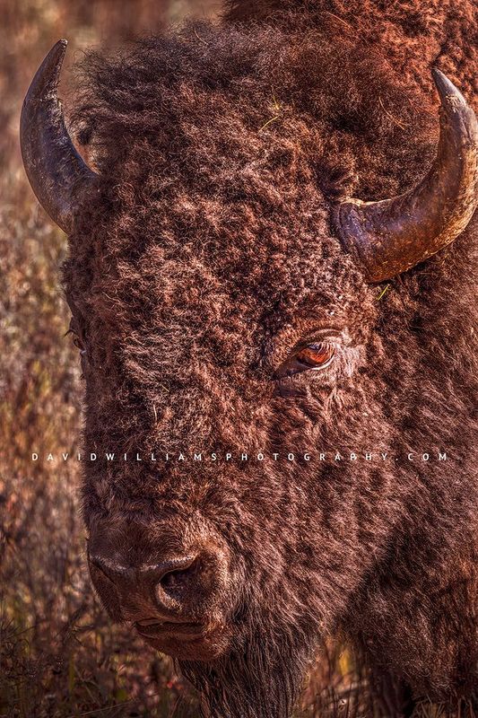American Bison S NZ93754