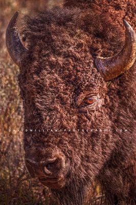American Bison S NZ93754