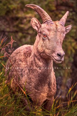 Big Horn Sheep S 0Z80427