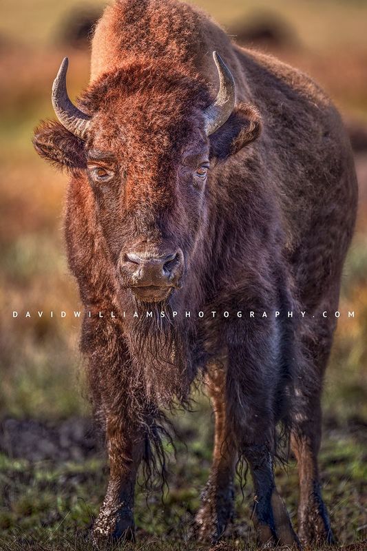 American Bison S NZ93986