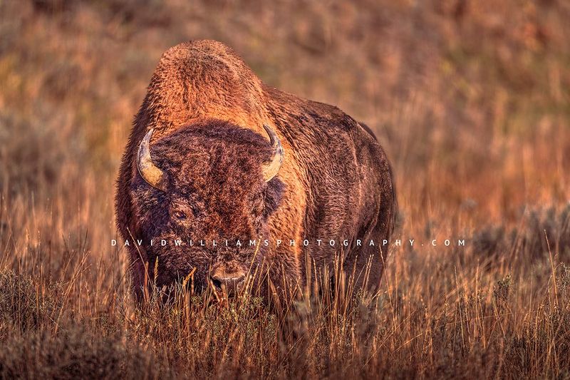 American Bison S NZ93634