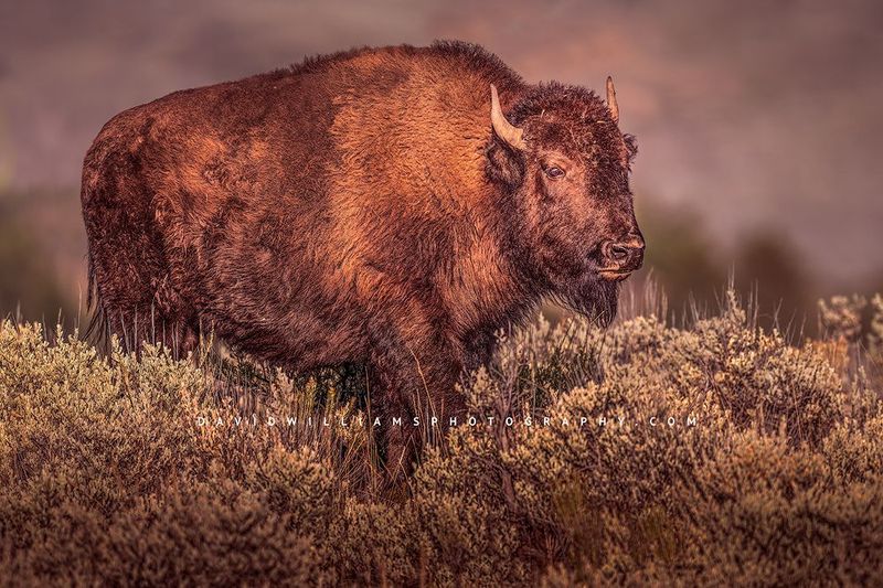 American Bison S NZ93429